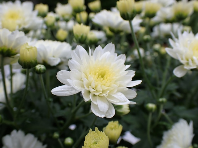 Hoa chia buồn